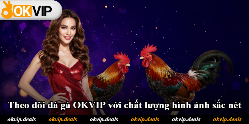 Theo dõi đá gà OKVIP với chất lượng hình ảnh sắc nét